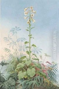 A Giant Lily (Cardocrinum giganteum) by Carl W.E. Fink