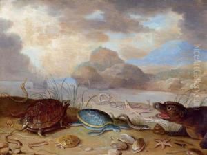 Marine Life On The Beach. by Ferdinand van Kessel