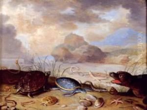 Phoque, Tortues Marines, Coquillages Et Poissons by Ferdinand van Kessel