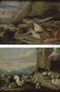 Scenes Avec Des Animaux Et Des Poissons Scenes Avec Des Animaux Et Des Poissons