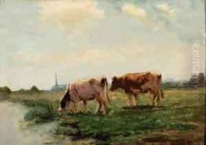 Koeien Aan De Waterkant