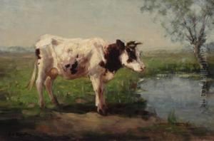 Cow Near A Ditch