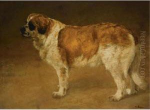 A Saint Bernard's Dog A Saint Bernard's Dog