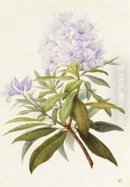Une Branche De Fleurs - view 1