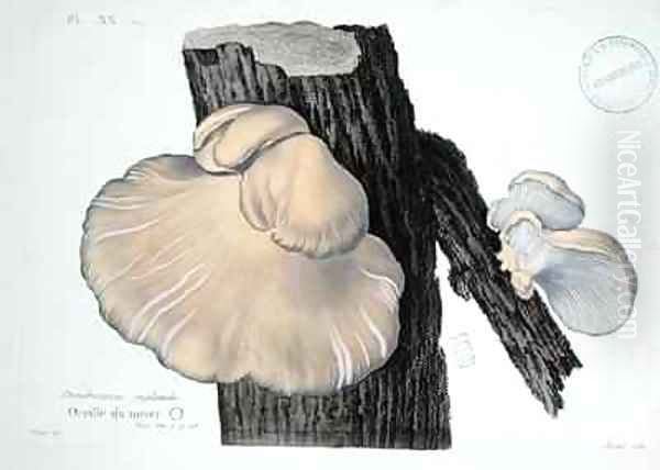 Dendrosarcos juglandis - view 1