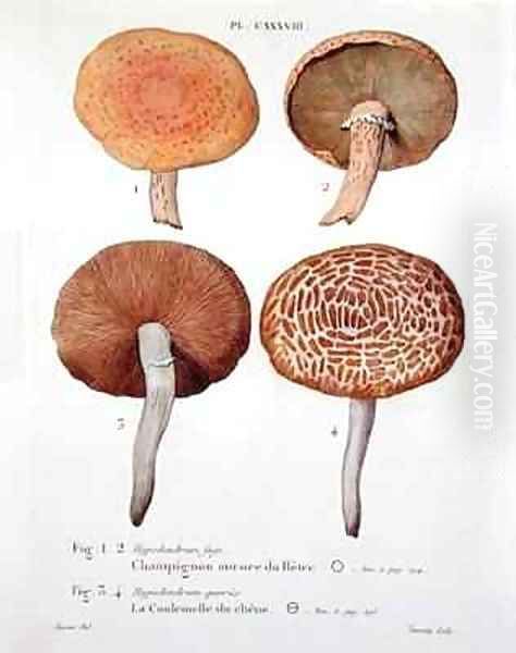 Hypodendrums fagi and queris - view 1