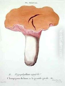 Hyprophyllum aquifolii by Fossier