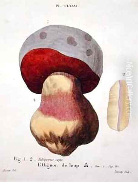 Tubiporus cepa - view 1