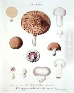 Hypophyllum campestre or the field mushroom by Fossier