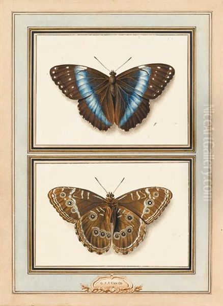 Butterfly - view 1