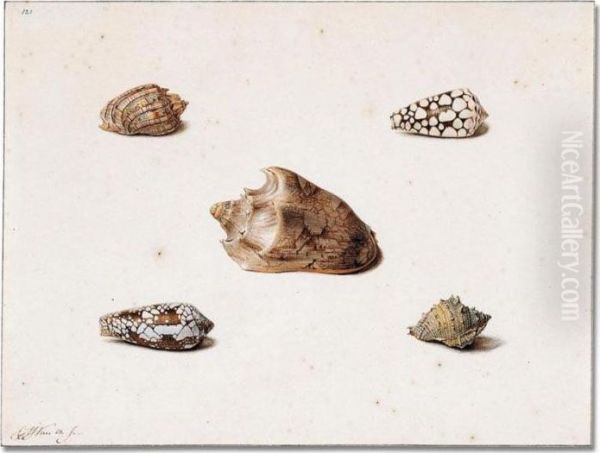 Five Shells - view 1