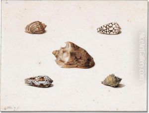 Five Shells by Georgius Jacobus J. Van Os