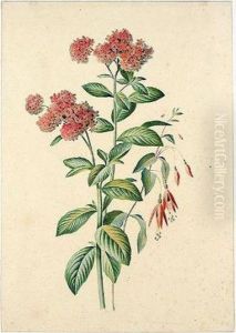 A Study Of Flowers by Georgius Jacobus J. Van Os