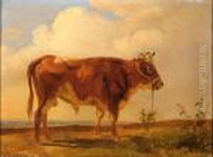 A Bull