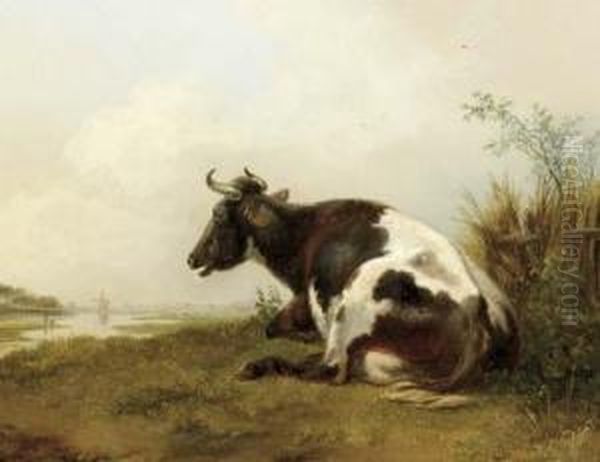 A Cow Resting In A Meadow - view 1