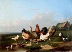 Mare Aux Poules Et Canards