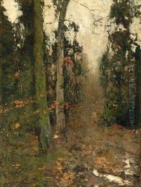 View Of A Forest - view 1
