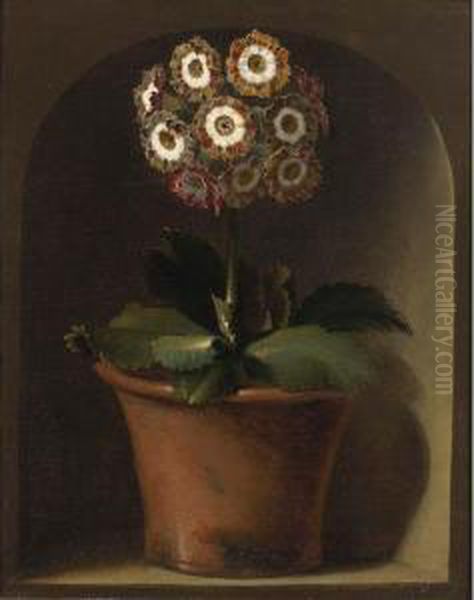 An Auricula In A Pot In A Niche - view 1