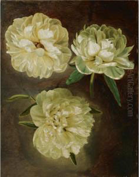 Study Of White Peonies - view 1