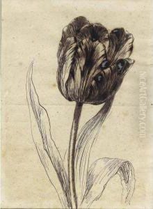 A Tulip by Gerard Van Spaendonck