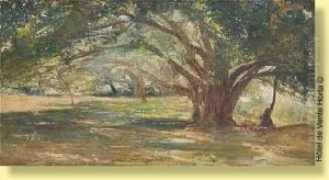 Raide Lumiere Dans Les Arbres
