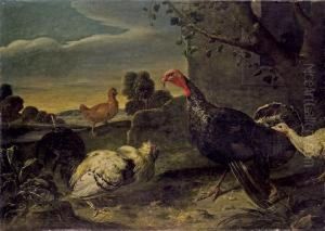 Dindons Et Poules