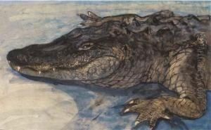 Crocodile