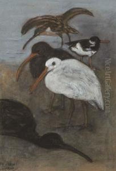 Curlews - view 1