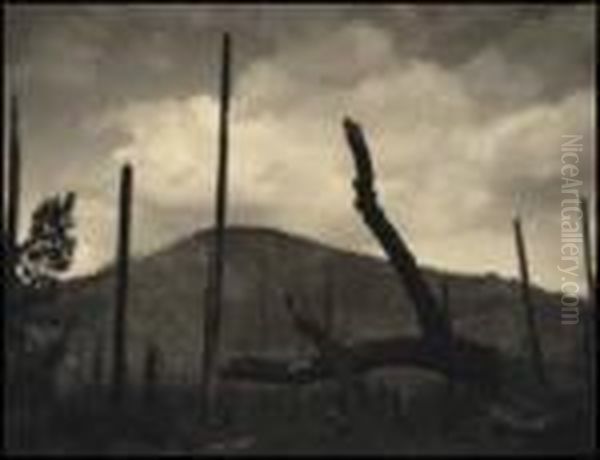 In The Wake Of The Forest Fire - view 1