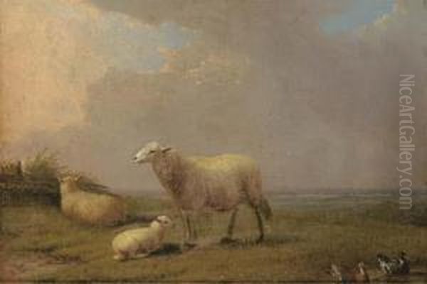 Sheep And Ducks In A Field - view 1