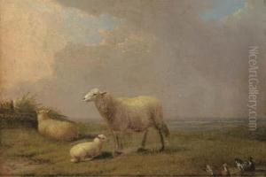 Sheep And Ducks In A Field by Francois Vandeverdonck