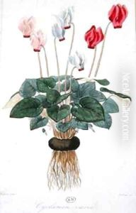 Cyclamen by Faguet, A.