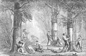 Bark Gathering the Bark of the Cork Tree by Faguet, A.