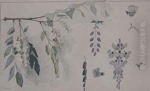 Glicinias Glicinias
