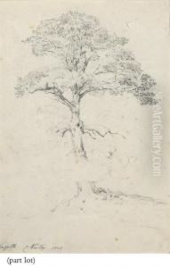 Studies Of A Scots Pine And A Copse Of Elms by Cornelius Varley