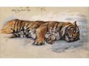 Schlafender Tiger by Geza Vastagh