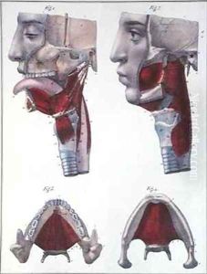 Anatomy of the throat and jaw from Manuel dAnatomie descriptive du Corps Humain 2 by Feillet