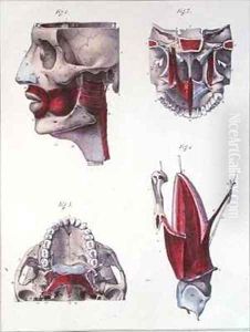 Anatomy of the throat and jaw from Manuel dAnatomie descriptive du Corps Humain by Feillet