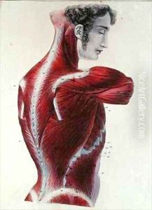 Flayed torso from Manuel dAnatomie Descriptive du Corps Humain by Feillet