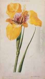 Flora Del Valle De Mexico by Jose Maria Velasco