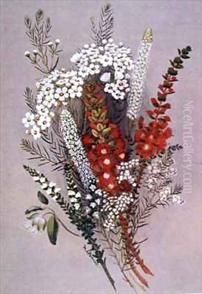 Geraldton Wax Flower and Scarlet Feather Flower - view 1