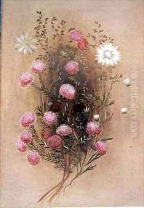 Melaleuca Flannelflower