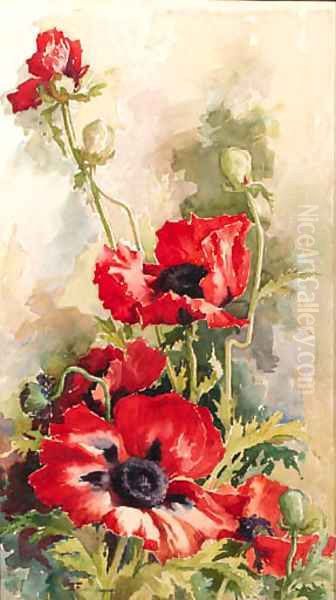 Blossoming poppies - view 1