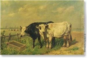 Cows In The Meadow Cows In The Meadow