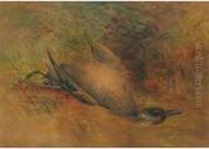 Study Of A Duck