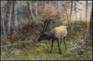 Caribou