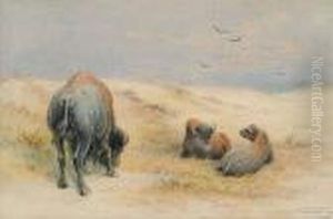 Bison Mid-day