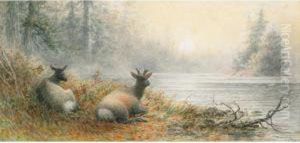 Caribou Resting