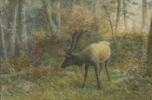 Elk In The Woods - view 1