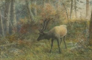 Elk In The Woods